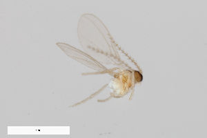  (Peromyia bicolor - ZFMK-TIS-2527238)  @11 [ ] CreativeCommons  Attribution Share-Alike (by-sa) 4.0  Unspecified Zoologisches Forschungsmuseum Alexander Koenig