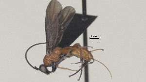  (Cremnops meabilis - CCDB-38201-C12)  @11 [ ] CreativeCommons Attribution ShareAlike (2023) (2023) M J Sharkey Research Collection of Michael Sharkey