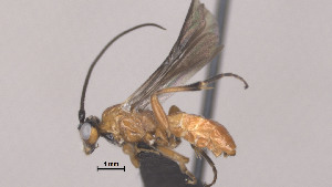  ( - CCDB-38205-F08)  @11 [ ] CreativeCommons Attribution ShareAlike (2023) (2023) M J Sharkey Research Collection of Michael Sharkey