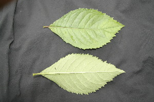  ( - BioBot05027)  @11 [ ] Copyright (2010) Unspecified Unspecified