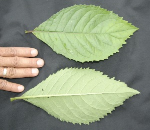  ( - BioBot05027)  @11 [ ] Copyright (2010) Unspecified Unspecified