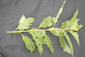  ( - BioBot05028)  @11 [ ] Copyright (2010) Unspecified Unspecified