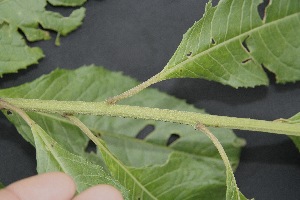 ( - BioBot05028)  @11 [ ] Copyright (2010) Unspecified Unspecified