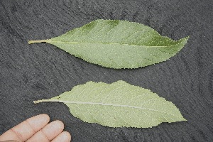  ( - BioBot05028)  @11 [ ] Copyright (2010) Unspecified Unspecified