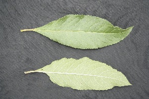  ( - BioBot05028)  @11 [ ] Copyright (2010) Unspecified Unspecified