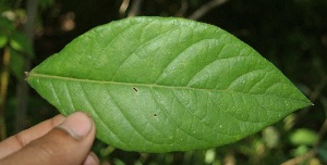  ( - BioBot05053)  @11 [ ] Copyright (2010) Unspecified Unspecified