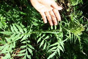  ( - BioBot10158)  @11 [ ] Copyright (2010) Unspecified Unspecified