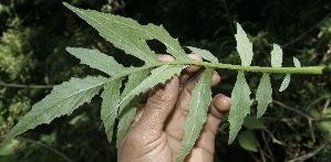  ( - BioBot10158)  @11 [ ] Copyright (2010) Unspecified Unspecified