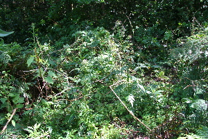  ( - BioBot10159)  @11 [ ] Copyright (2010) Unspecified Unspecified