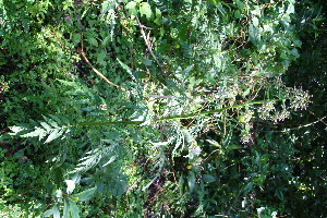  ( - BioBot10159)  @11 [ ] Copyright (2010) Unspecified Unspecified