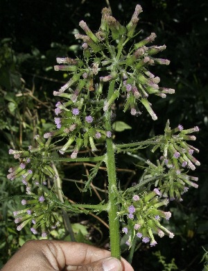  ( - BioBot10159)  @11 [ ] Copyright (2010) Unspecified Unspecified