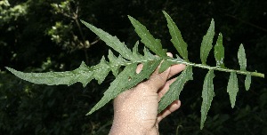  ( - BioBot10159)  @11 [ ] Copyright (2010) Unspecified Unspecified