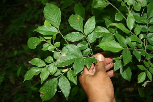  (Lonchocarpus minimiflorus - BioBot00047)  @11 [ ] Copyright (2010) Unspecified Unspecified