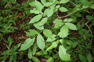  ( - BioBot00285)  @11 [ ] Copyright (2010) Unspecified Unspecified
