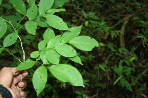  ( - BioBot00285)  @11 [ ] Copyright (2010) Unspecified Unspecified