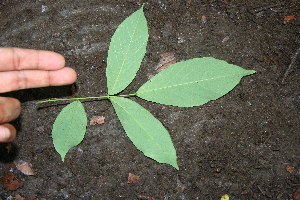  ( - BioBot00285)  @11 [ ] Copyright (2010) Unspecified Unspecified