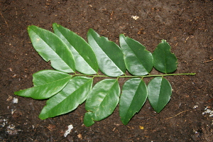  ( - BioBot00302)  @11 [ ] Copyright (2010) Unspecified Unspecified