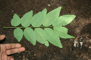  ( - BioBot00302)  @11 [ ] Copyright (2010) Unspecified Unspecified