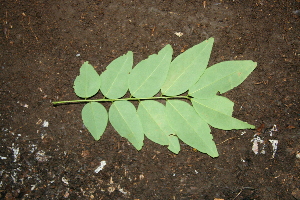  ( - BioBot00302)  @11 [ ] Copyright (2010) Unspecified Unspecified