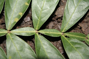  ( - BioBot00337)  @11 [ ] Copyright (2010) Unspecified Unspecified