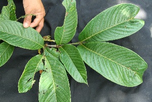  ( - BioBot05047)  @11 [ ] Copyright (2010) Unspecified Unspecified