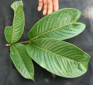  ( - BioBot05047)  @11 [ ] Copyright (2010) Unspecified Unspecified