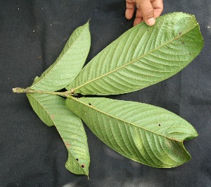  ( - BioBot05047)  @11 [ ] Copyright (2010) Unspecified Unspecified