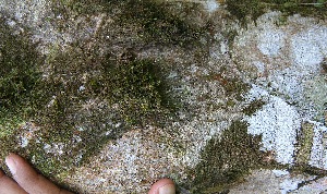 ( - BioBot05049)  @11 [ ] Copyright (2010) Unspecified Unspecified