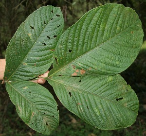  ( - BioBot05049)  @11 [ ] Copyright (2010) Unspecified Unspecified