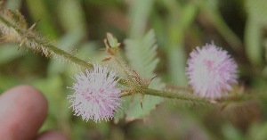  (Mimosa dormiens - BioBot05263)  @11 [ ] Copyright (2010) Unspecified Unspecified
