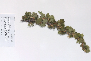  (Ribes oxyacanthoides - 09PROBE-05117)  @11 [ ] Copyright (2010) Unspecified Unspecified