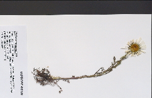  (Tripleurospermum maritimum ssp phaeocephalum - 09PROBE-05120)  @11 [ ] Copyright (2010) Unspecified Unspecified