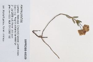 (Kalmia polifolia - 09PROBE-05309)  @11 [ ] Copyright (2010) Unspecified Unspecified
