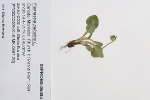  (Parnassia palustris ssp neogaena - 09PROBE-05484)  @11 [ ] Copyright (2010) Unspecified Unspecified