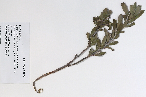  (Salix glauca ssp callicarpaea - 09PROBE-05509)  @11 [ ] Copyright (2010) Unspecified Unspecified