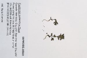  ( - 09PROBE-05601)  @11 [ ] Copyright (2010) Unspecified Unspecified