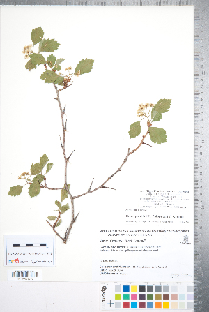  (Crataegus purpurella - CCDB-18301-G02)  @11 [ ] No Rights Reserved (2014) Deb Metsger Royal Ontario Museum