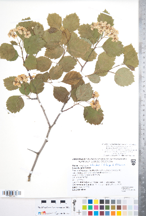  (Crataegus orbicularis - CCDB-18301-H01)  @11 [ ] No Rights Reserved (2014) Deb Metsger Royal Ontario Museum