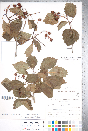  (Crataegus jonesiae - CCDB-18301-H04)  @11 [ ] No Rights Reserved (2014) Deb Metsger Royal Ontario Museum