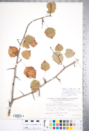  (Crataegus perjucunda - CCDB-18301-C03)  @11 [ ] No Rights Reserved (2014) Deb Metsger Royal Ontario Museum