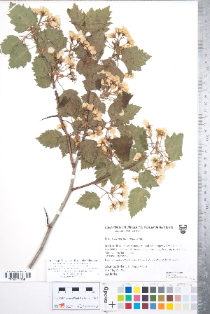  (Crataegus magniflora - CCDB-18301-C06)  @11 [ ] No Rights Reserved (2014) Deb Metsger Royal Ontario Museum