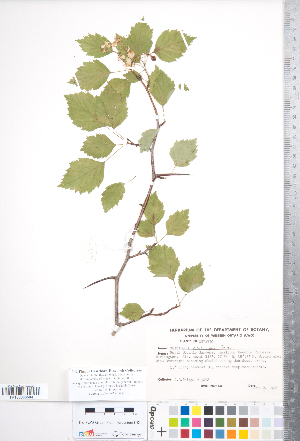  (Crataegus fluviatilis - CCDB-18301-A05)  @11 [ ] Copyright (2012) Tim Dickinson Royal Ontario Museum