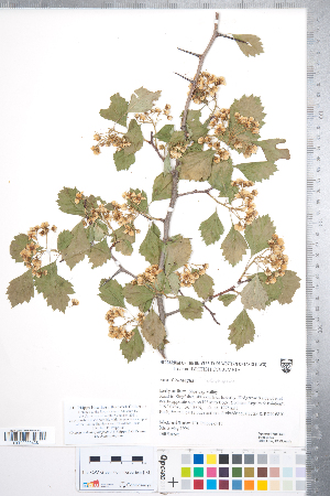  (Crataegus sheila-phippsiae var. sheila-phippsiae - CCDB-18301-B04)  @11 [ ] No Rights Reserved (2014) Deb Metsger Royal Ontario Museum