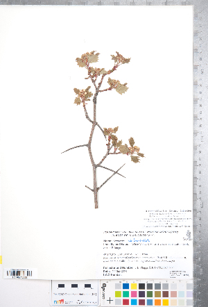  (Crataegus rubribracteolata - CCDB-18301-D08)  @11 [ ] Copyright (2012) Tim Dickinson Royal Ontario Museum