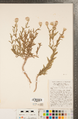  (Brickellia oblongifolia - CCDB-22989-F03)  @11 [ ] Copyright (2015) Deb Metsger Royal Ontario Museum