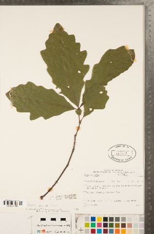  ( - CCDB-23122-G04)  @11 [ ] No Rights Reserved (2014) Deb Metsger Royal Ontario Museum