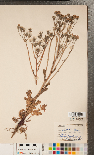 (Crepis vesicaria subsp. haenseleri - CCDB-24896-C01)  @11 [ ] Copyright (2015) Deb Metsger Royal Ontario Museum
