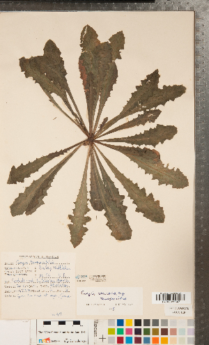  (Crepis vesicaria subsp. haenseleri - CCDB-24896-B01)  @11 [ ] Copyright (2015) Deb Metsger Royal Ontario Museum