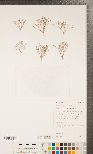  (Sabulina pusilla - CCDB-24896-F05)  @11 [ ] Copyright (2015) Deb Metsger Royal Ontario Museum