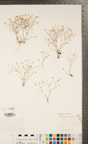  (Sabulina macra - CCDB-24896-E05)  @11 [ ] Copyright (2015) Deb Metsger Royal Ontario Museum